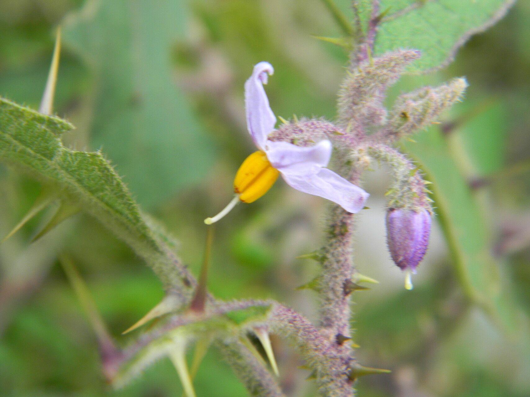 Solanum hovei — houseplant care guide