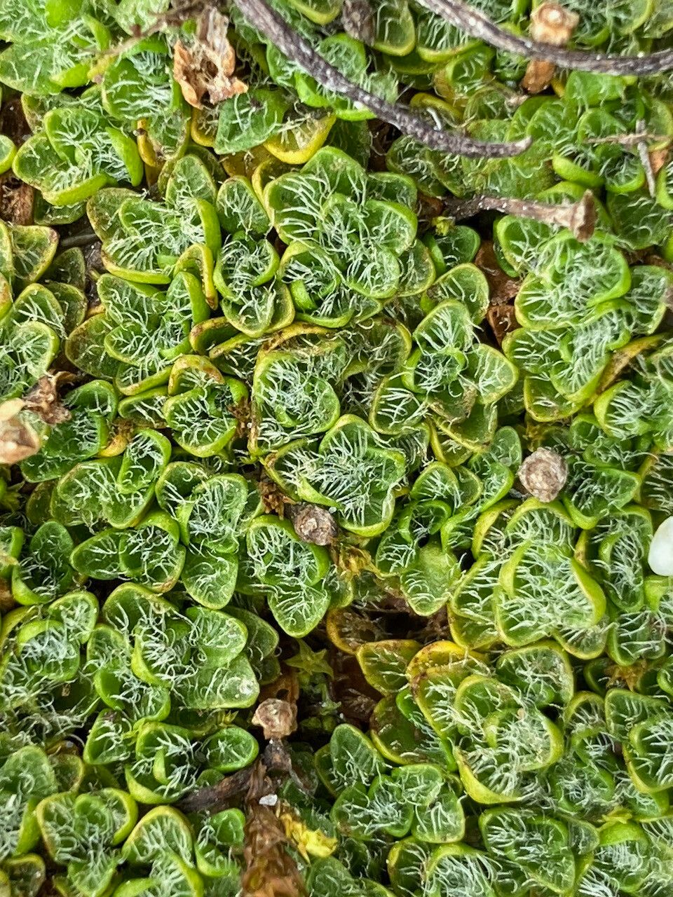 Ourisia muscosa — houseplant care guide