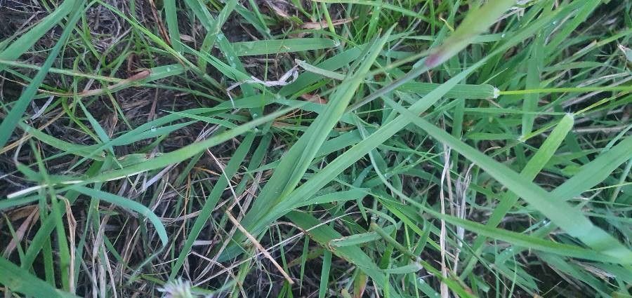 Gladiolus candidus — search result for 'Gladiolus'