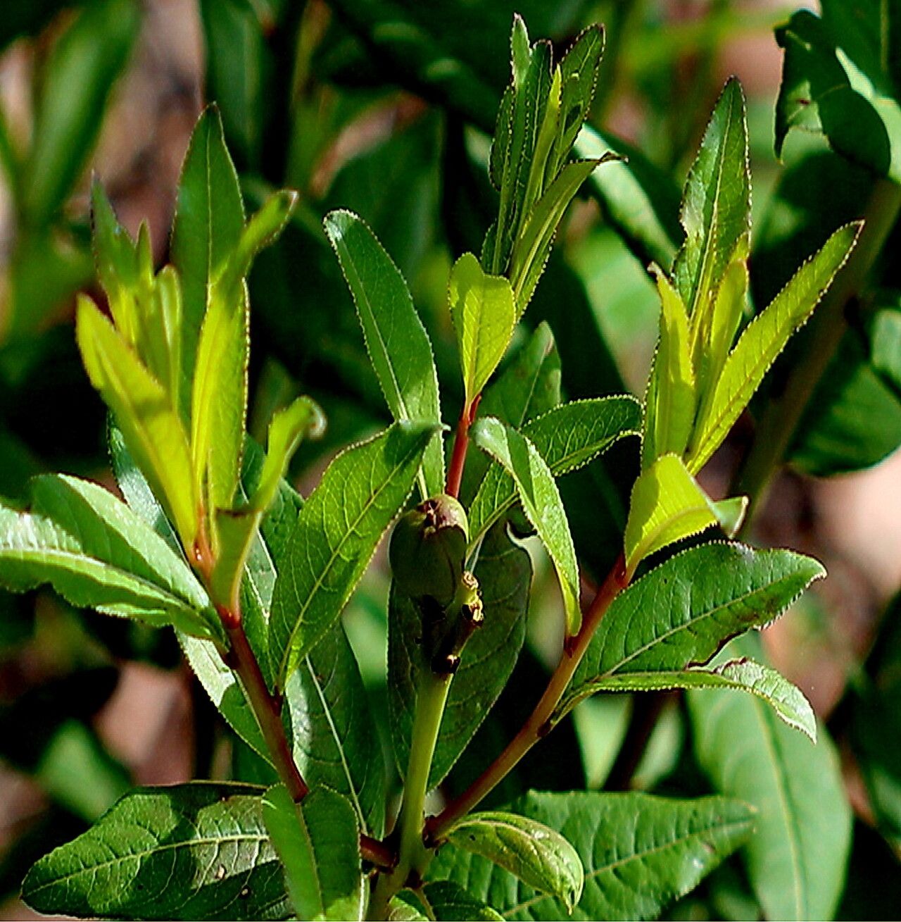 Stillingia zelayensis — search result for 'Stillingia'
