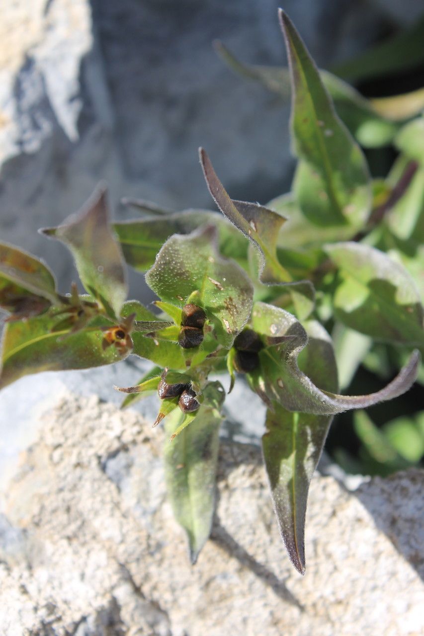 Glandora gastonii fruit