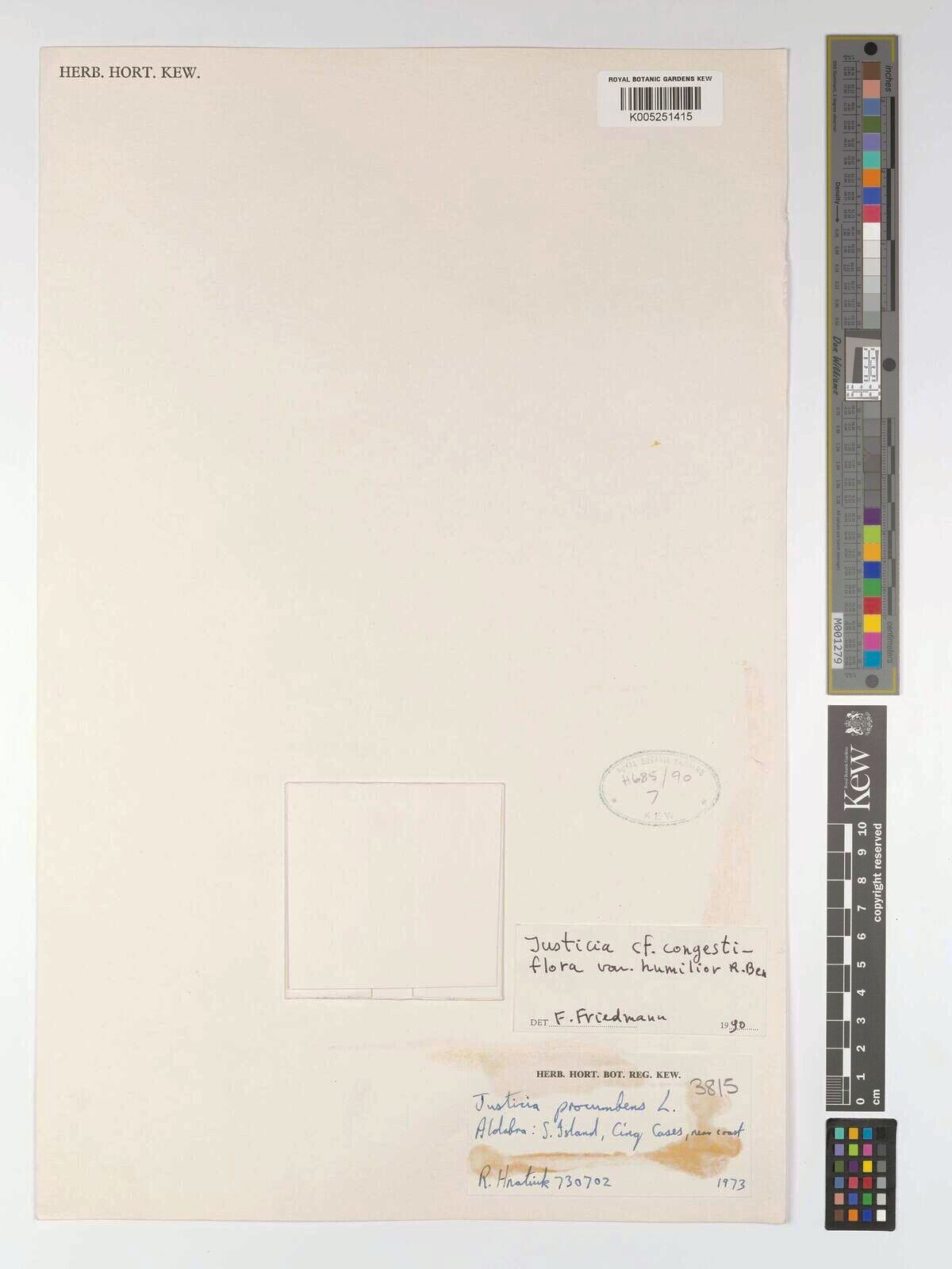 Justicia congestiflora — houseplant care guide