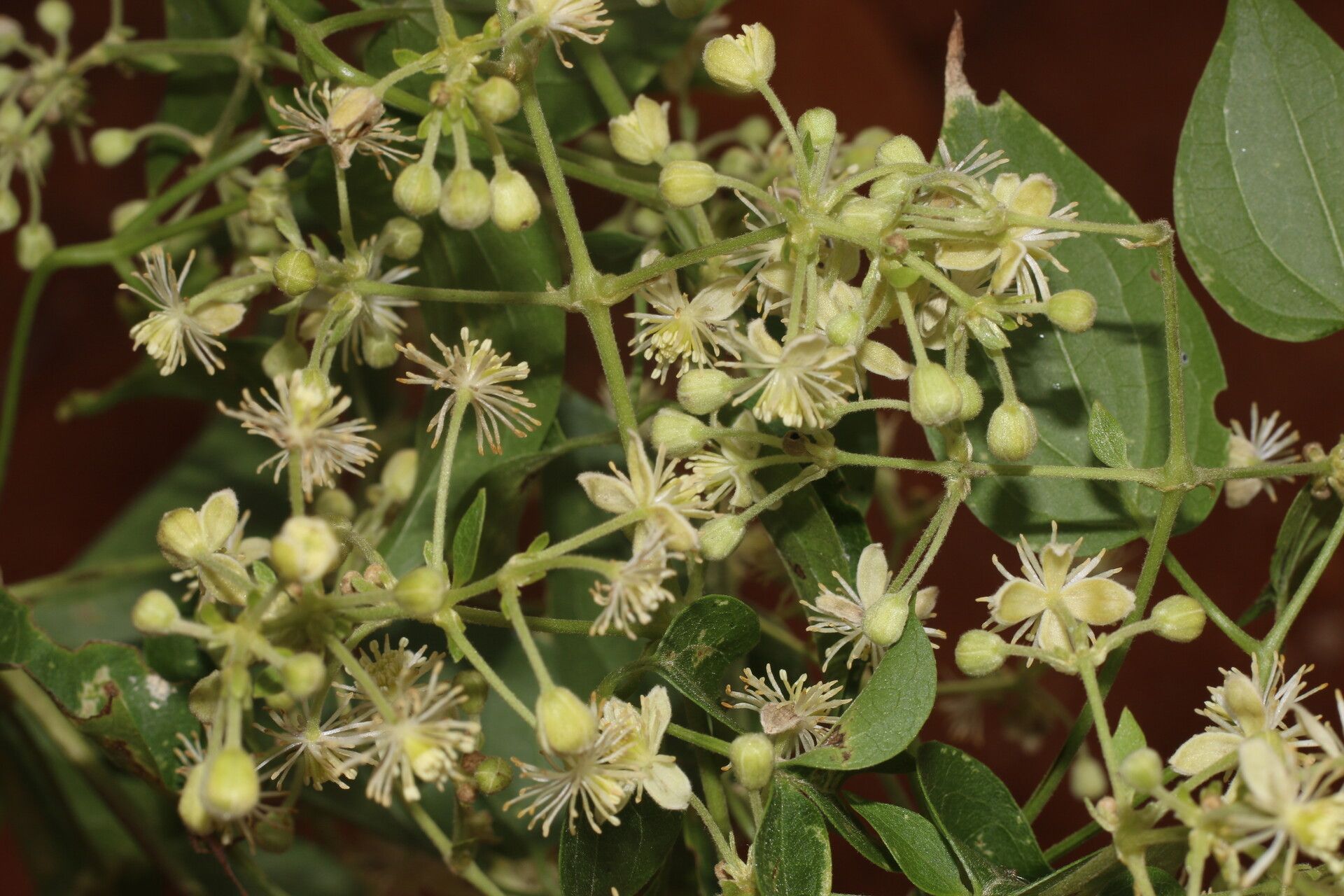 Clematis acapulcensis habit