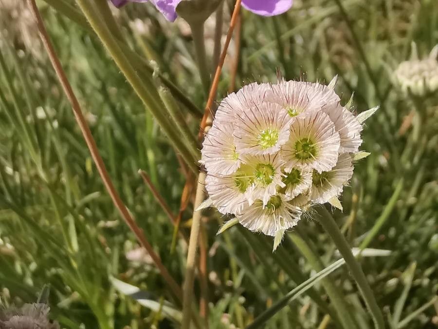 Lomelosia graminifolia flower