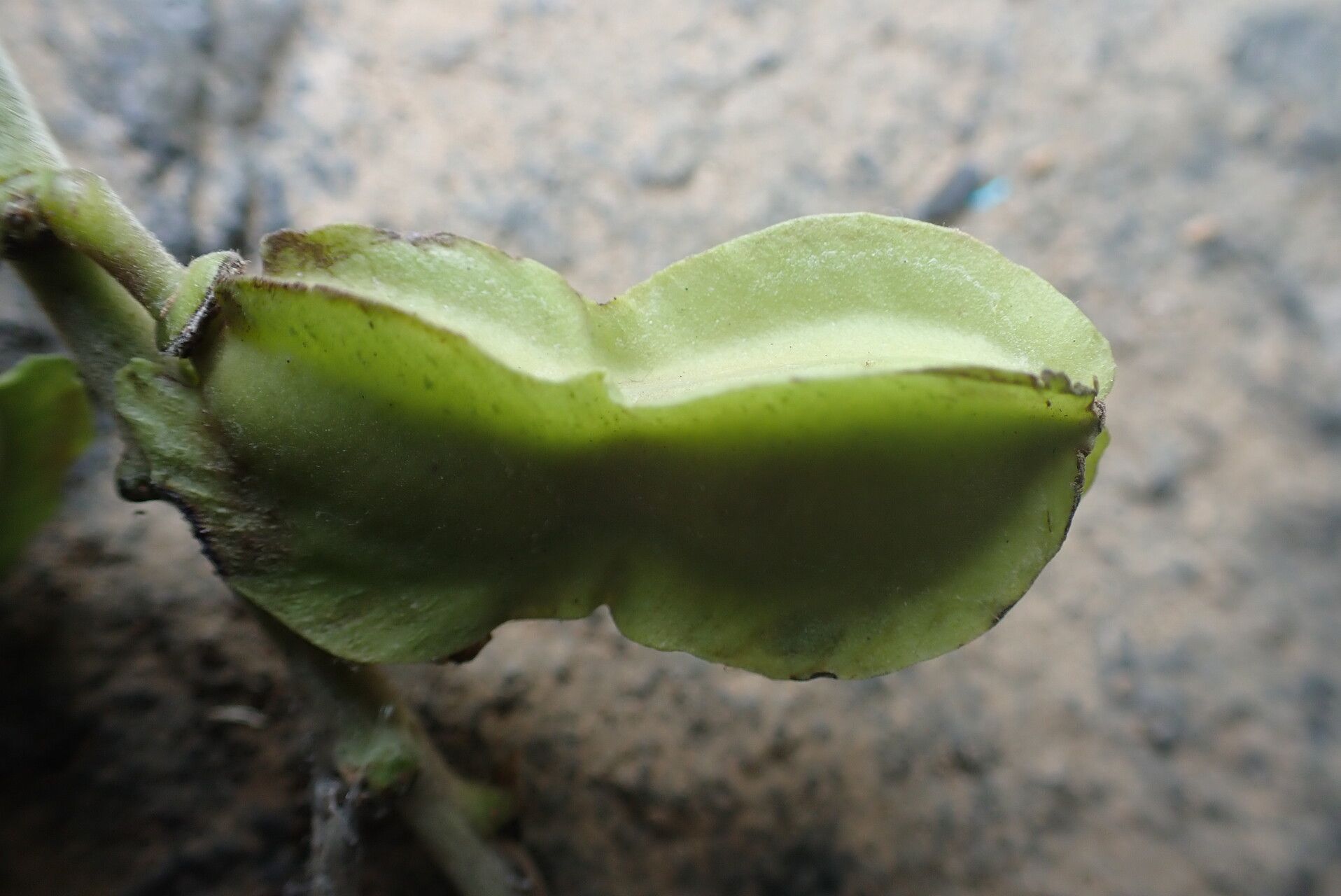 Psophocarpus scandens fruit