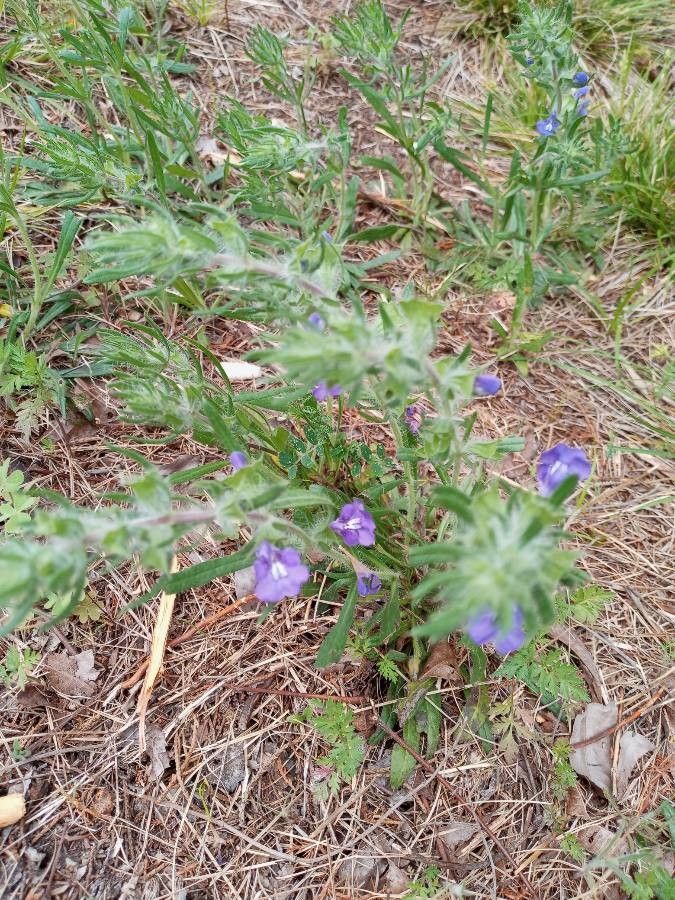 Salvia texana — search result for 'Salvia'