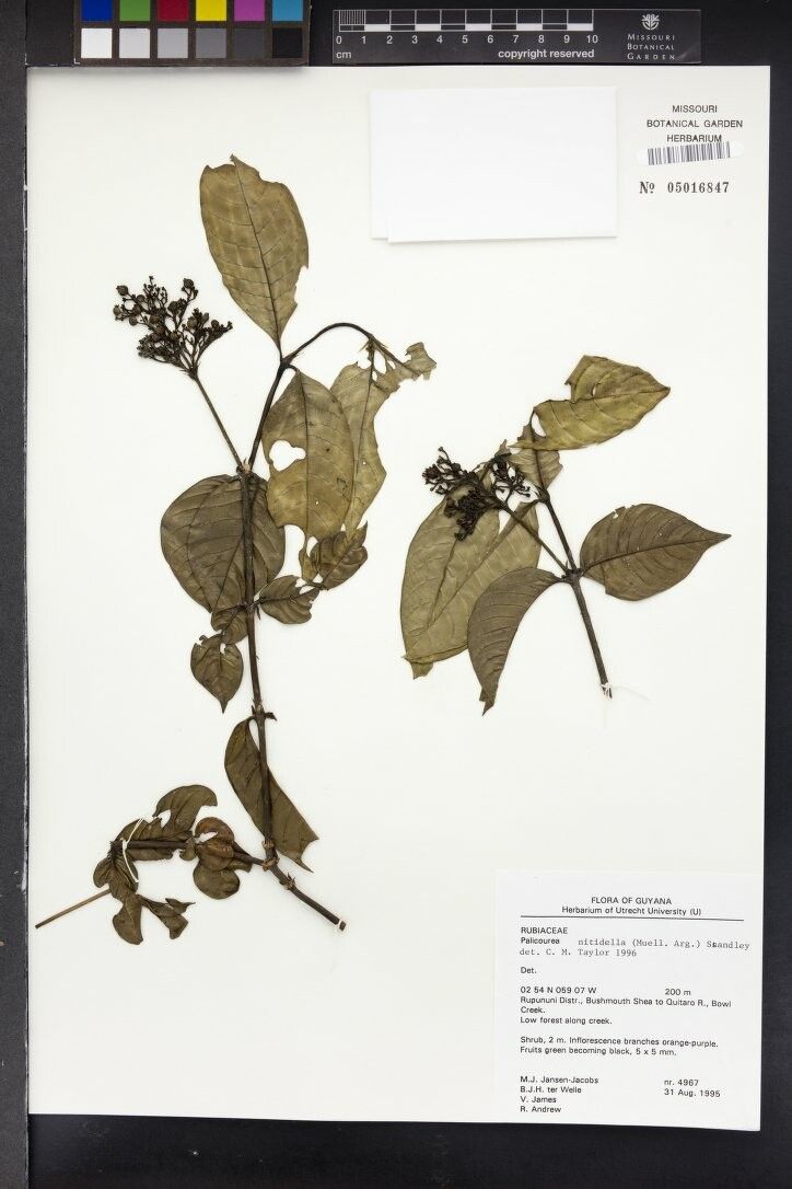 Palicourea nitidella other