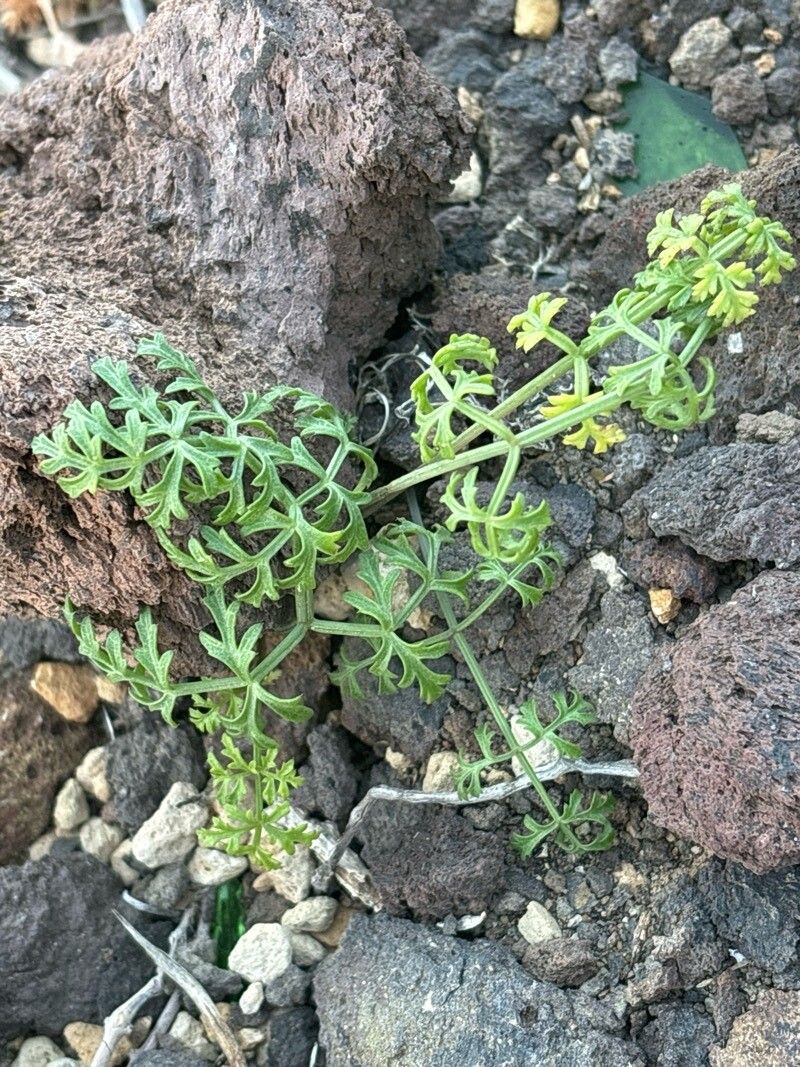 Seseli webbii — search result for 'Seseli'