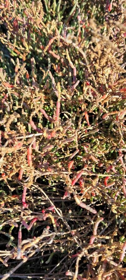 Sarcocornia fruticosa fruit