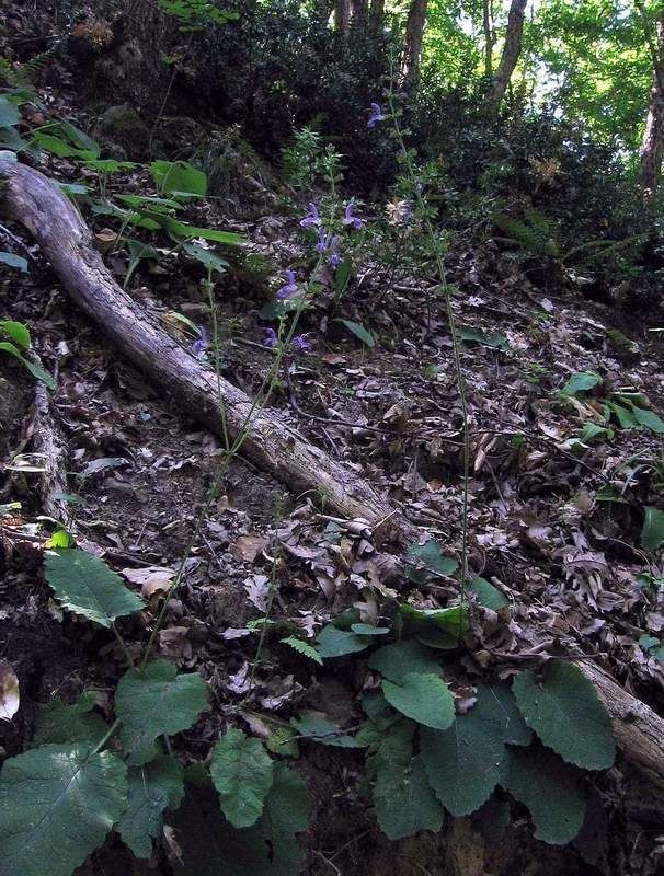 Salvia virgata habit