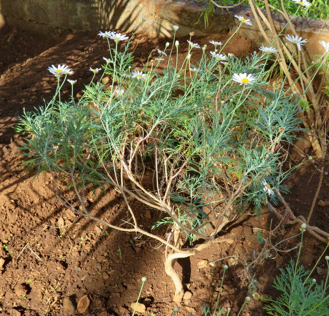 Argyranthemum foeniculaceum habit