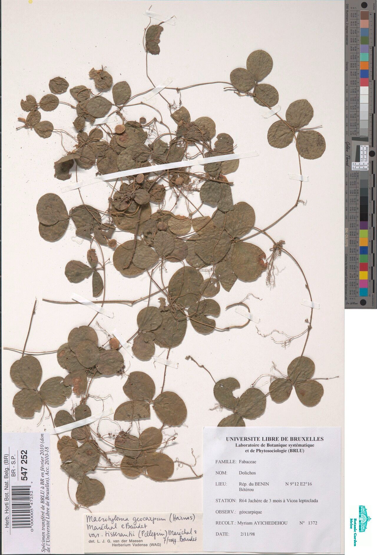 Macrotyloma geocarpum — houseplant care guide