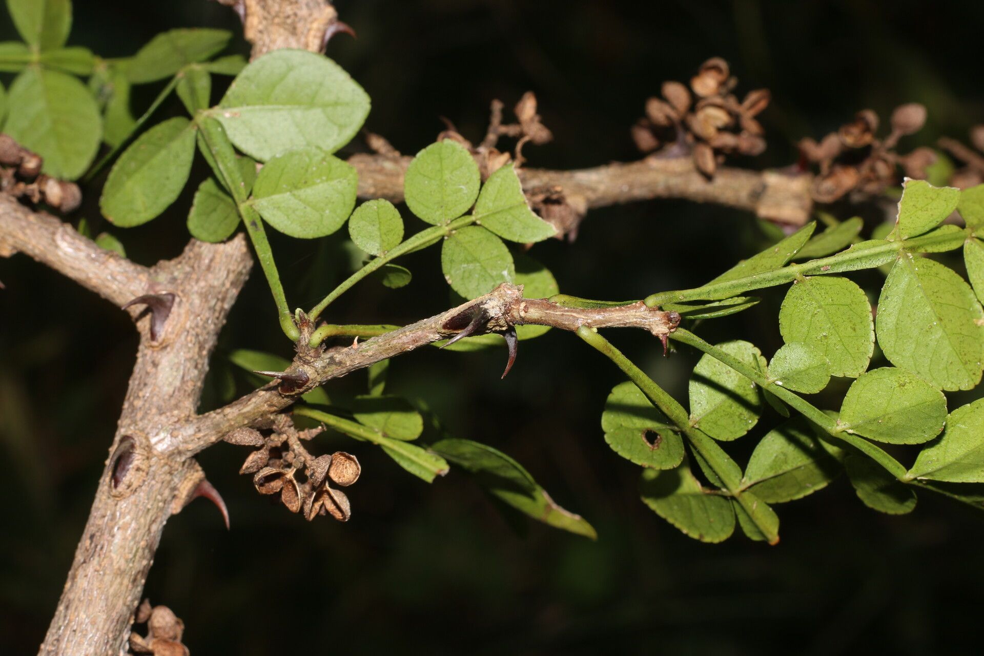 Zanthoxylum limoncello fruit