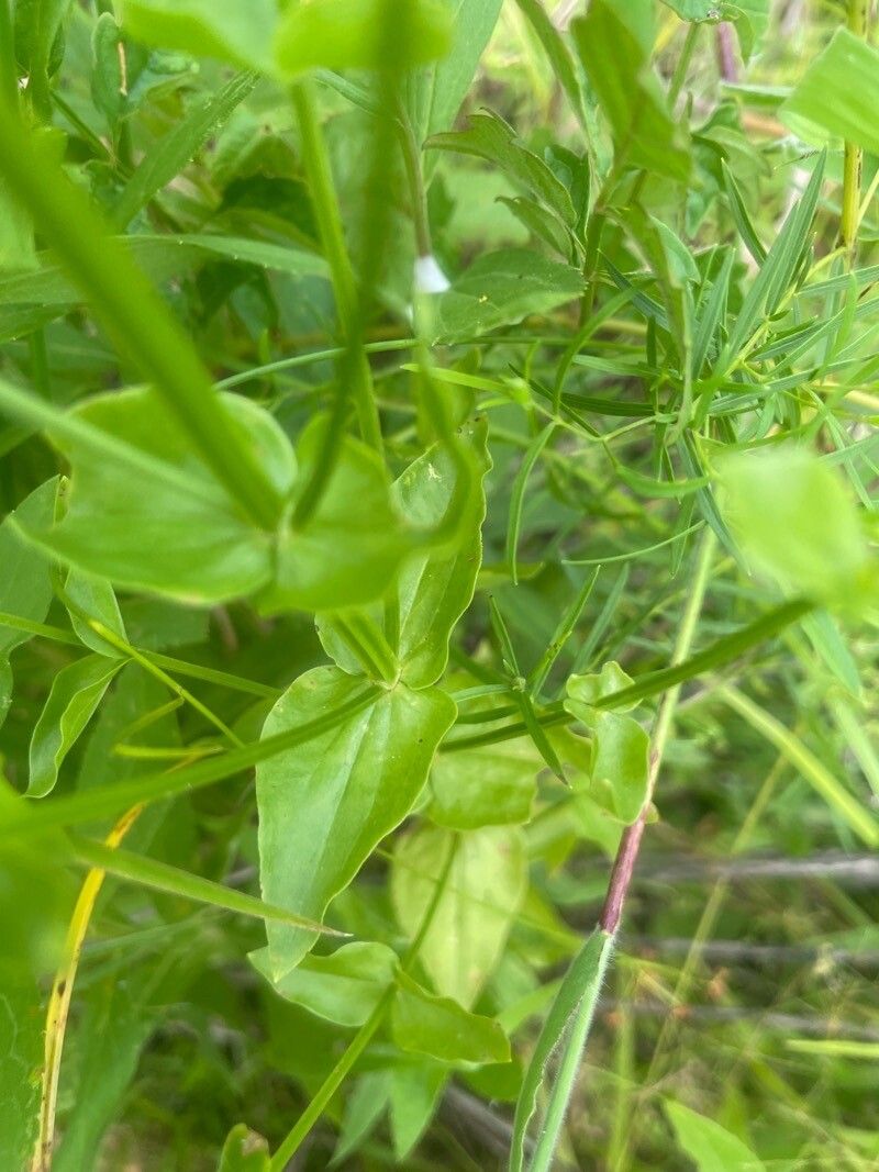 Sabatia angularis — related species from the same genus
