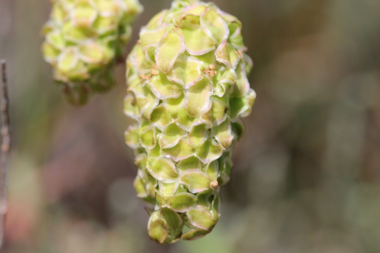 Sanguisorba minor fruit