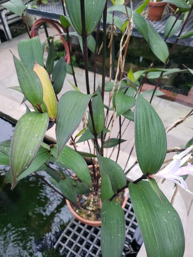 Sobralia decora — houseplant care guide