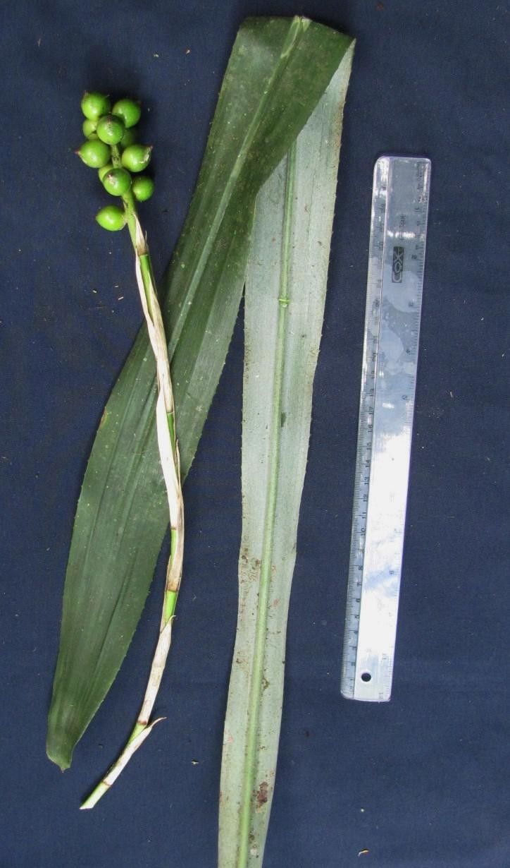 Aechmea tonduzii other