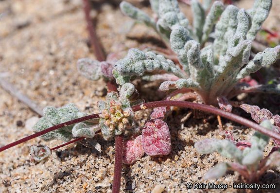 Nemacaulis denudata habit