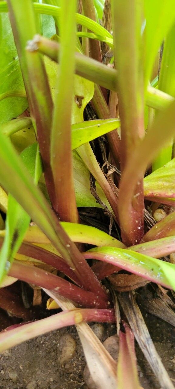 Solidago speciosa bark