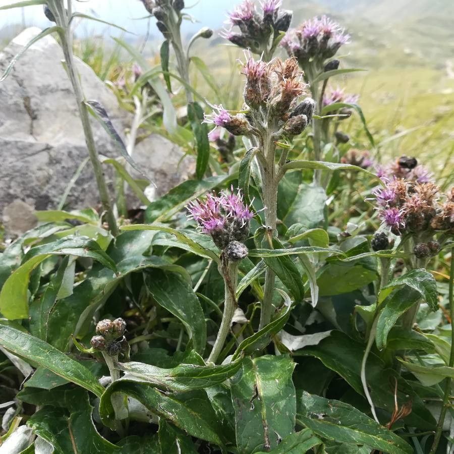 Saussurea discolor leaf