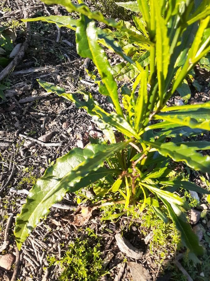 Nicotiana quadrivalvis — search result for 'Nicotiana'