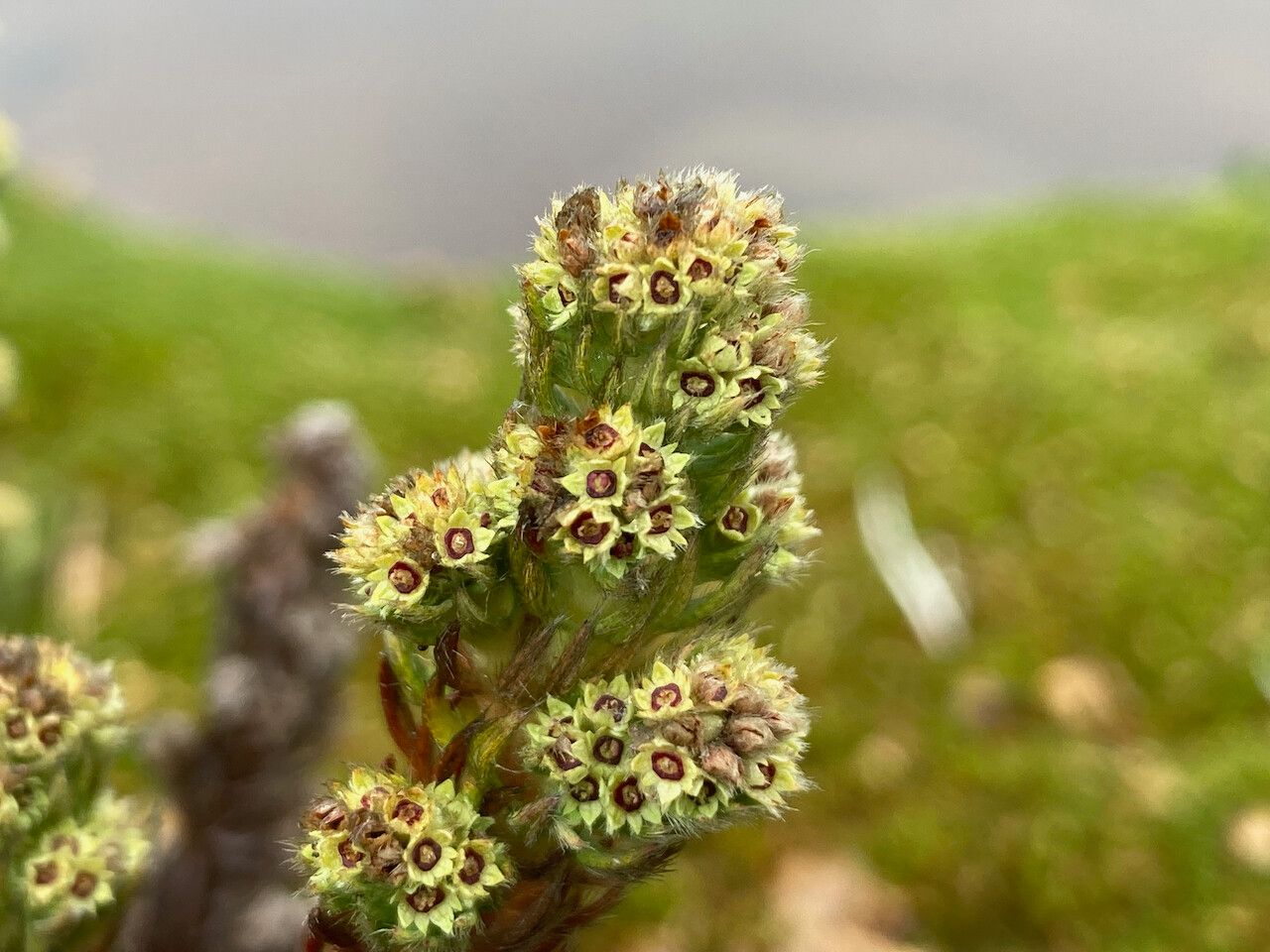 Alchemilla nivalis flower