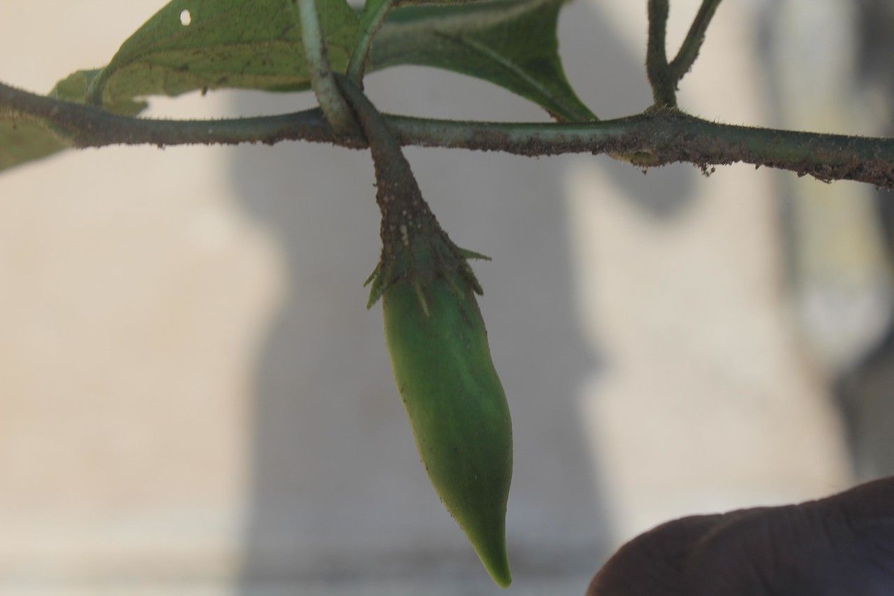 Waltheria glomerata bark