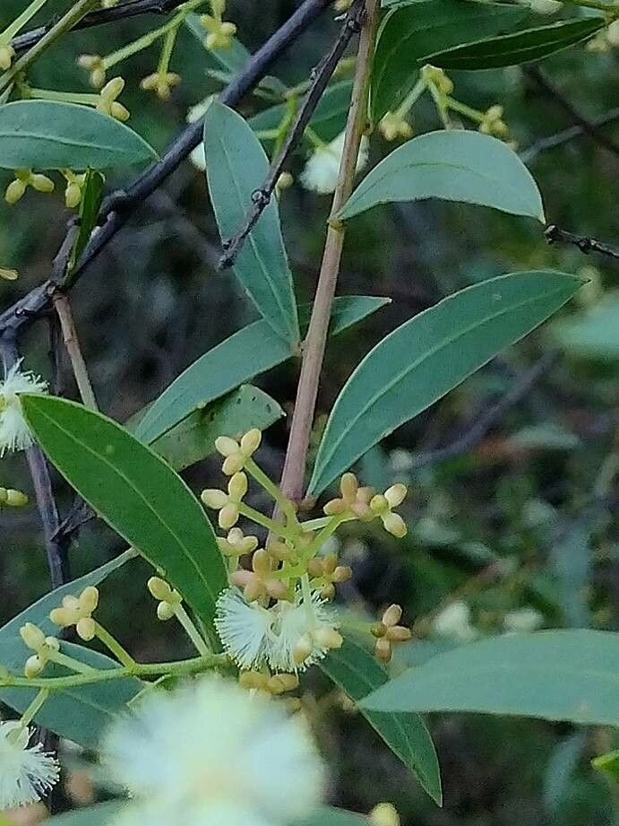 Acacia myrtifolia leaf