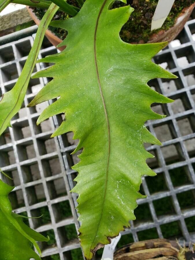 Microsorum punctatum leaf