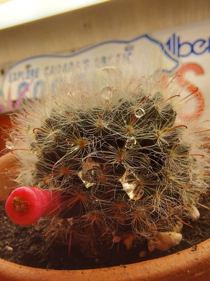 Mammillaria hahniana fruit