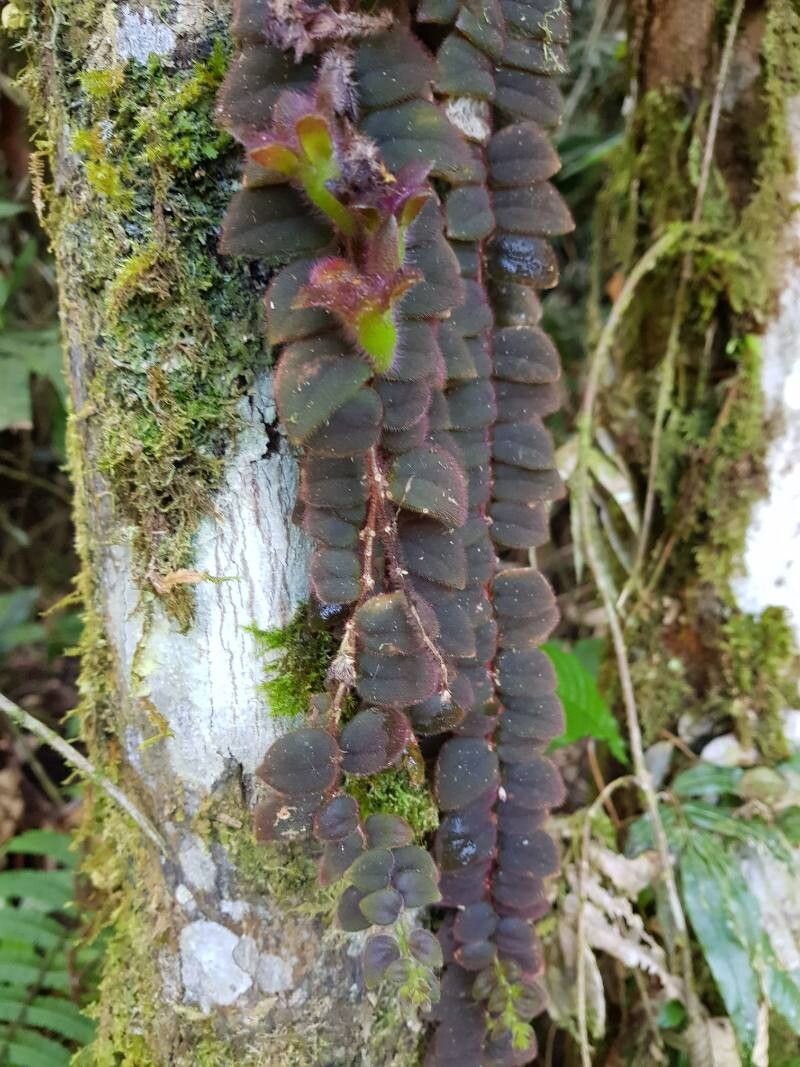 Columnea microcalyx leaf