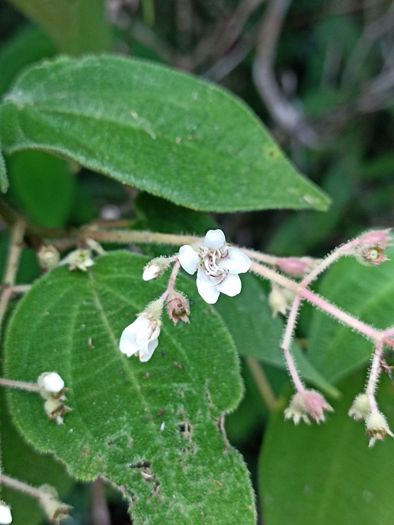 Miconia bullatifolia flower