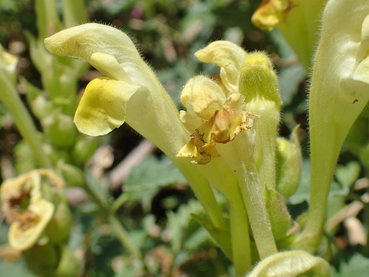 Scutellaria caucasica flower