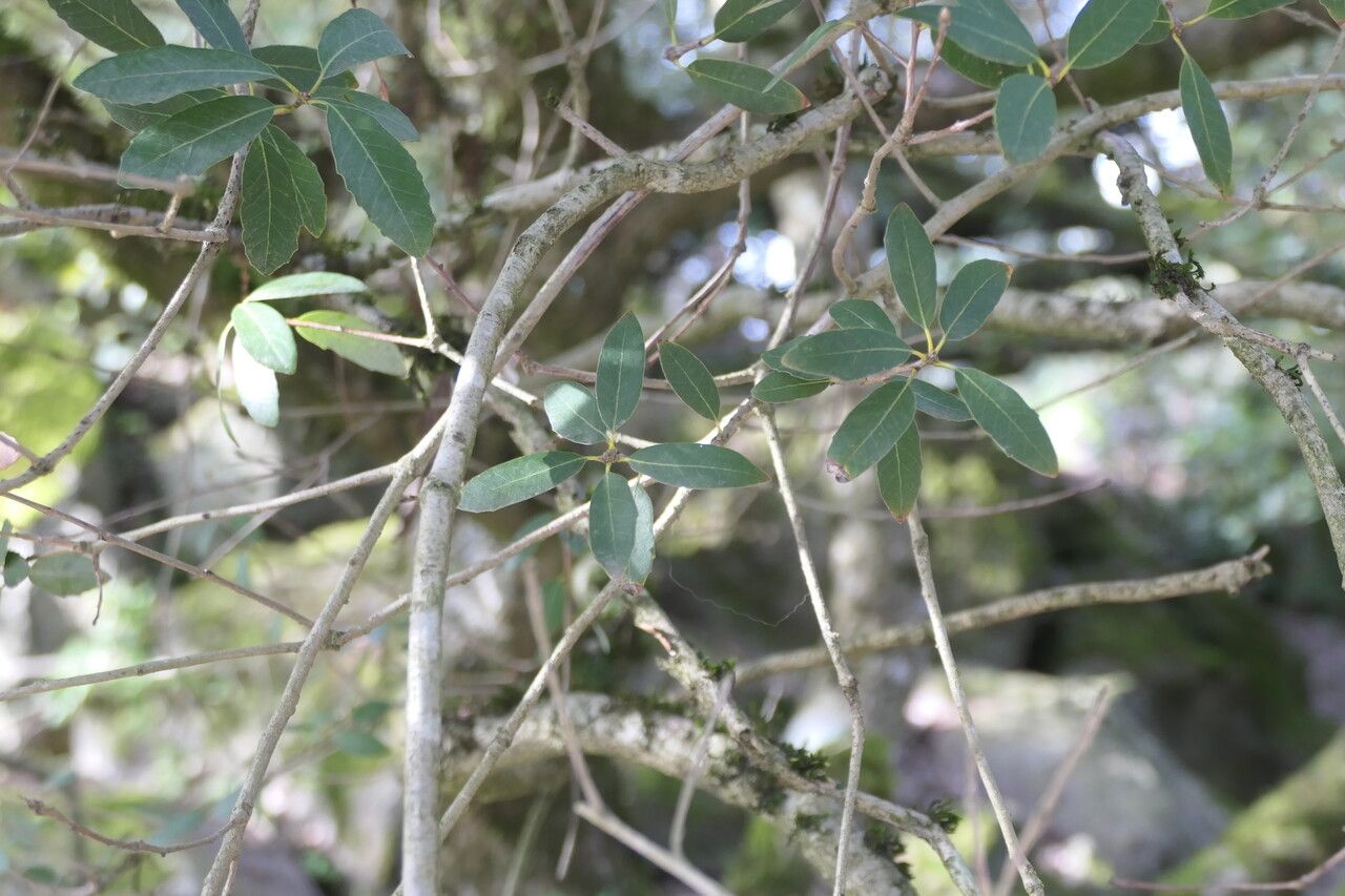 Quercus vacciniifolia bark