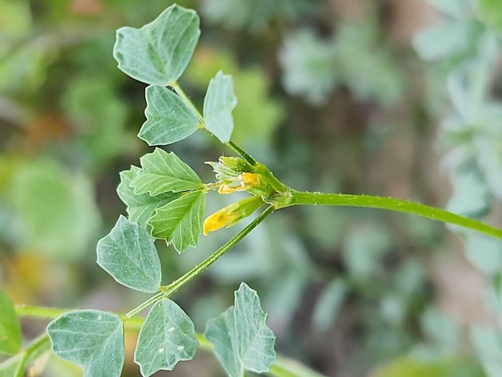Medicago monantha flower