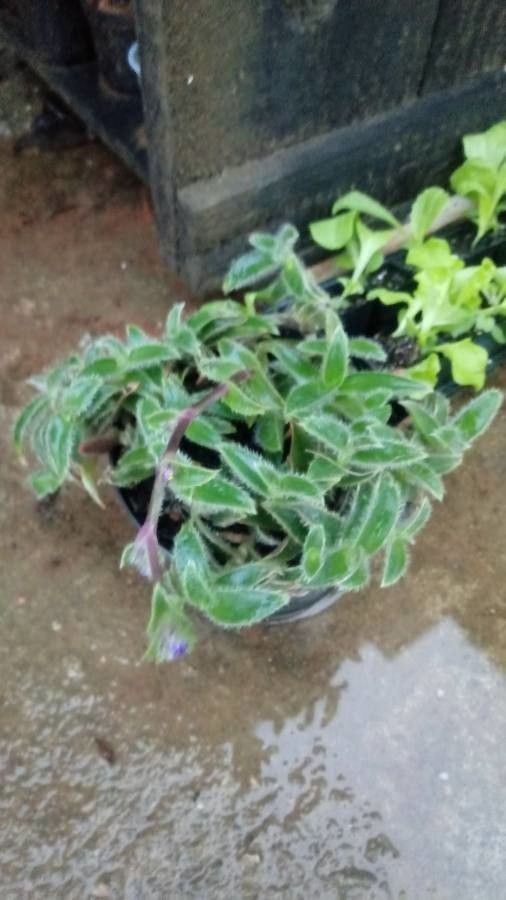 Cyanotis somaliensis fruit