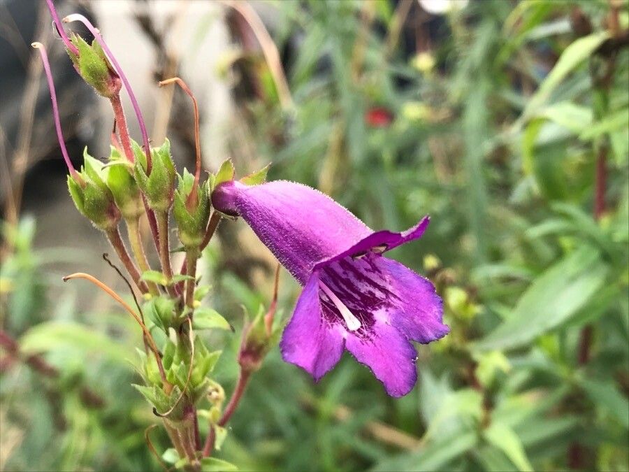 Penstemon gentianoides flower
