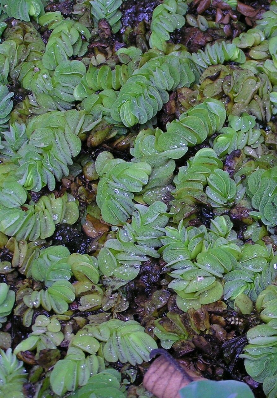 Salvinia auriculata habit