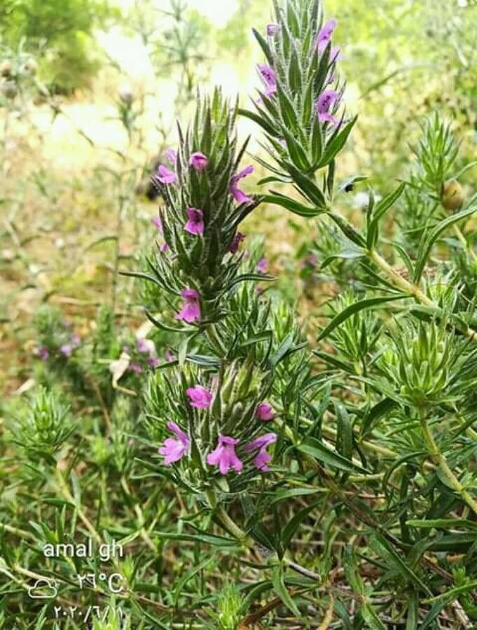 Thymbra spicata flower