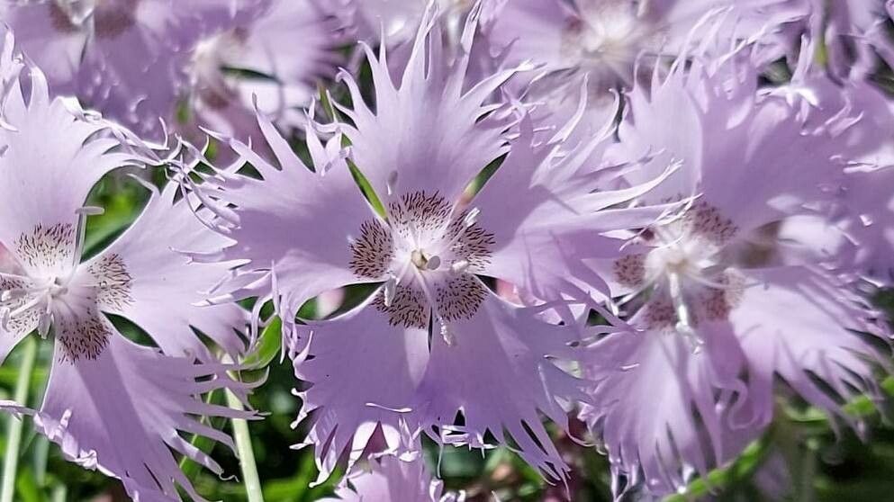 Dianthus sternbergii flower
