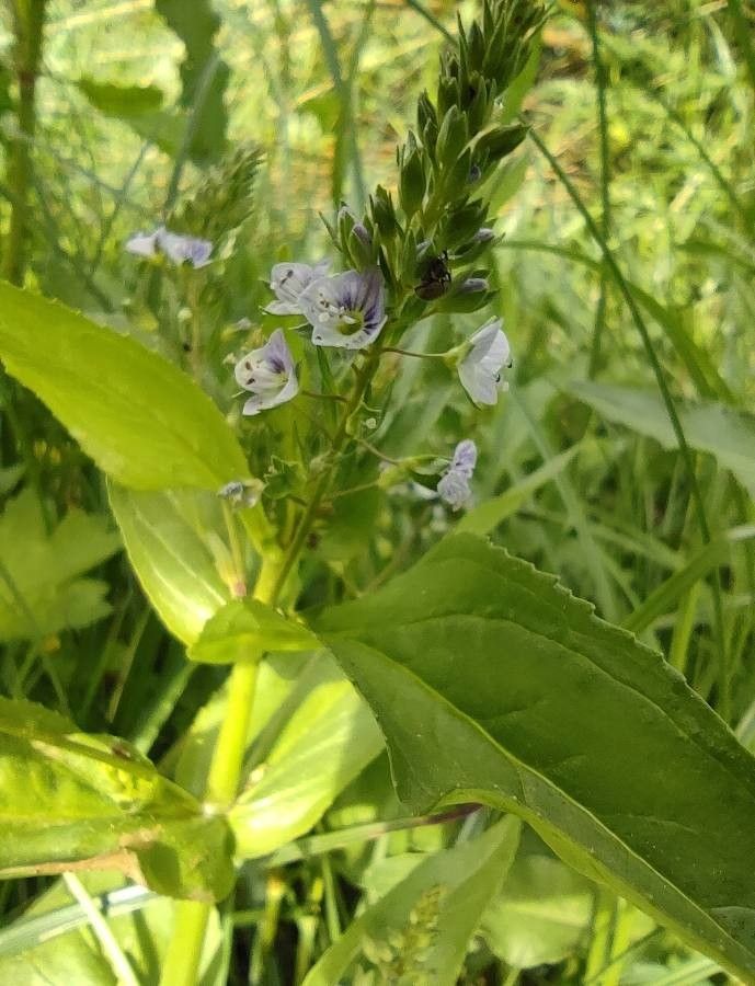 Veronica anagallis-aquatica leaf