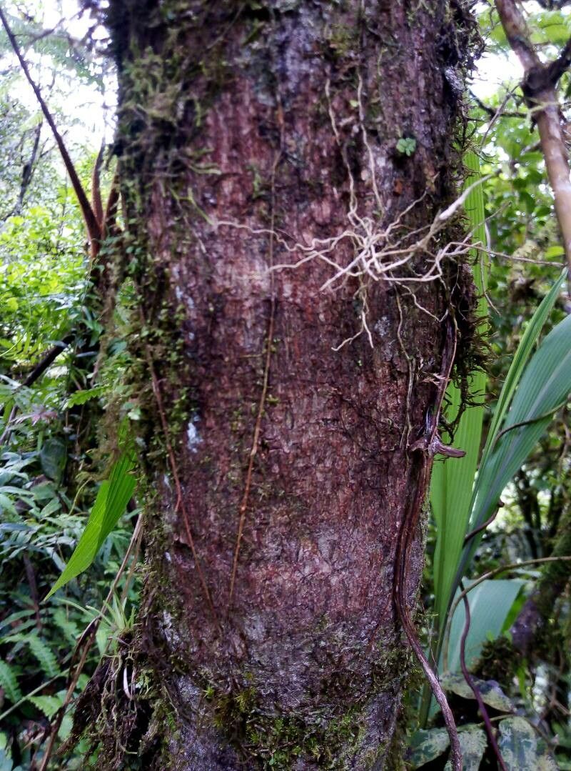 Saurauia montana bark