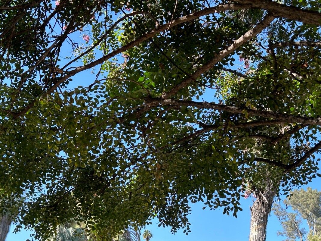 Tara cacalaco — related species from the same genus