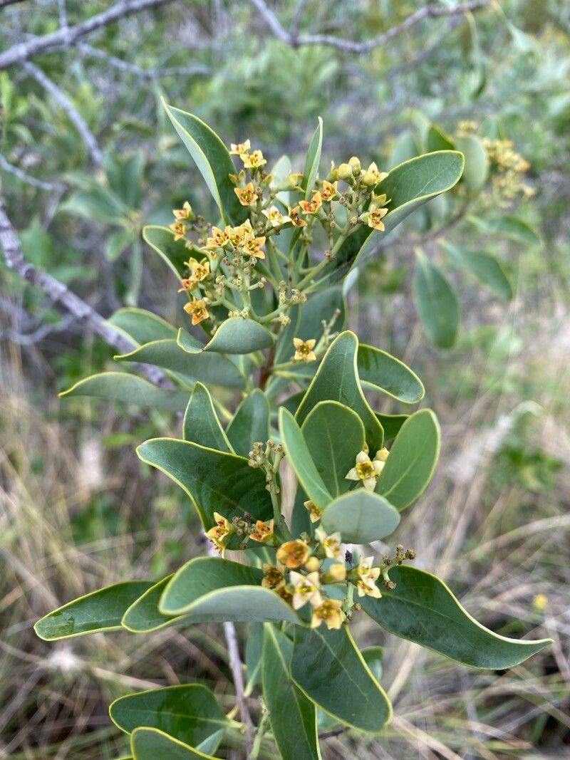 Santalum paniculatum flower