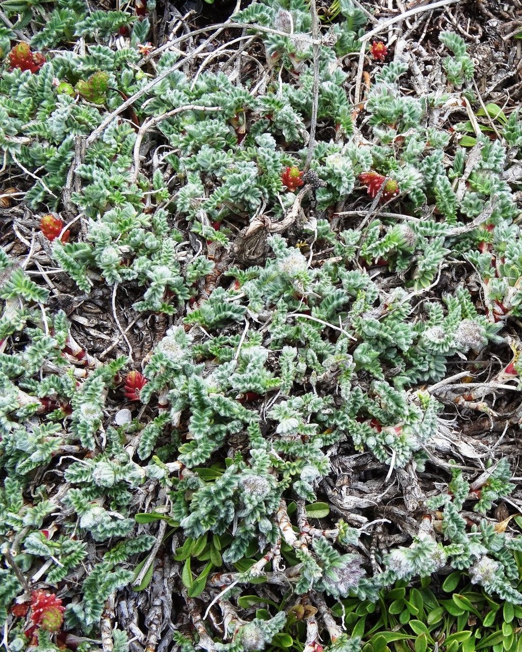 Oxytropis foucaudii habit