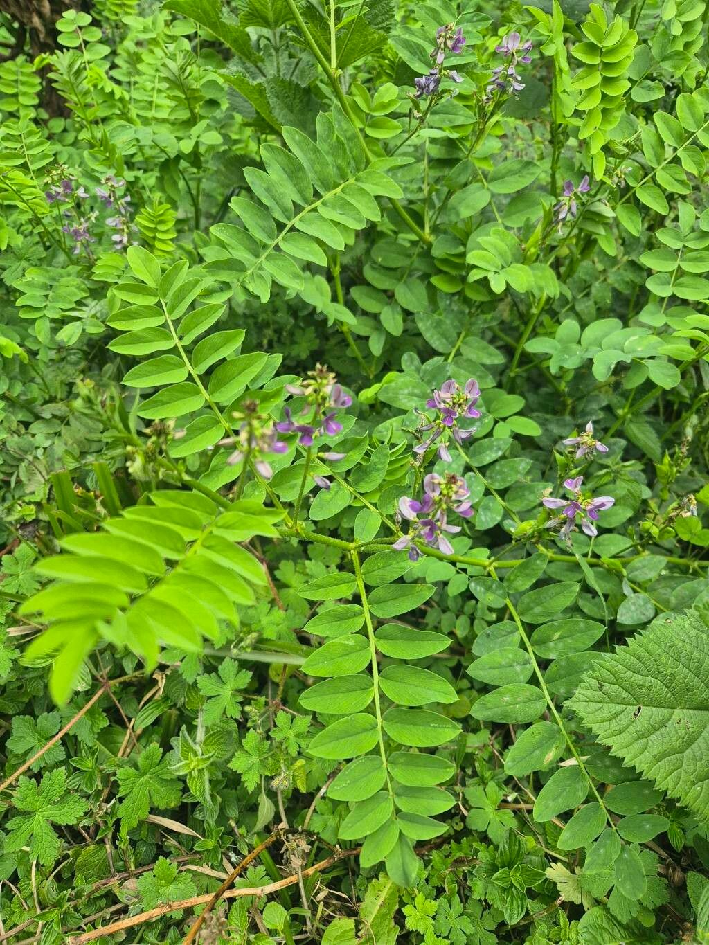 Galega battiscombei — related species from the same genus