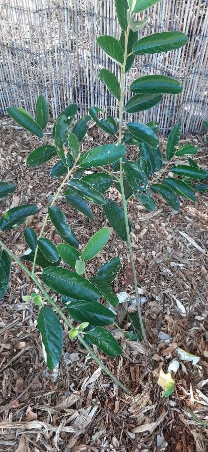 Citronella sarmentosa