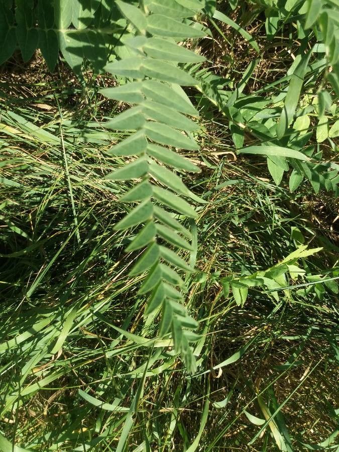Astragalus alopecurus — search result for 'Alopecurus'