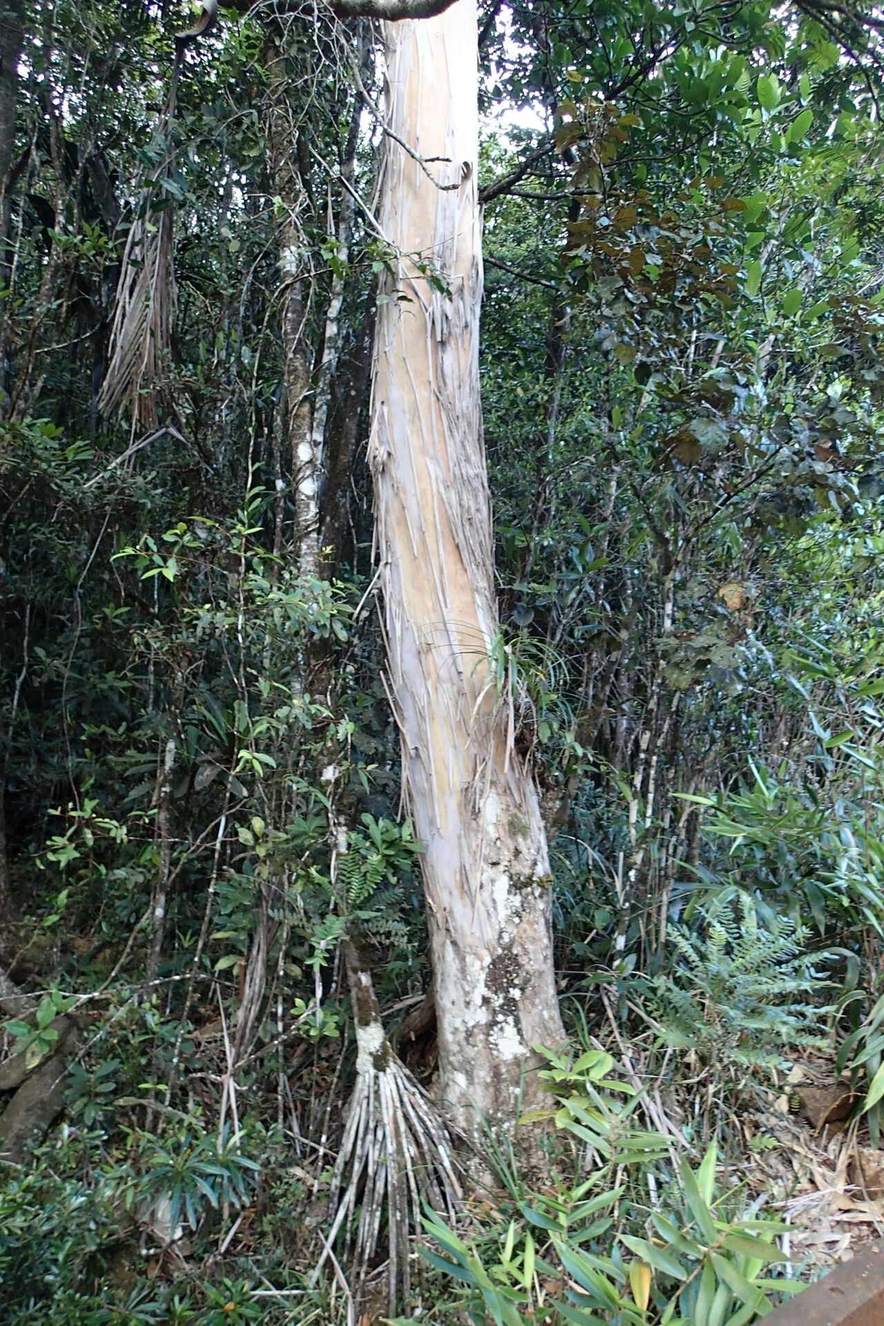 Tristaniopsis lucida — houseplant care guide