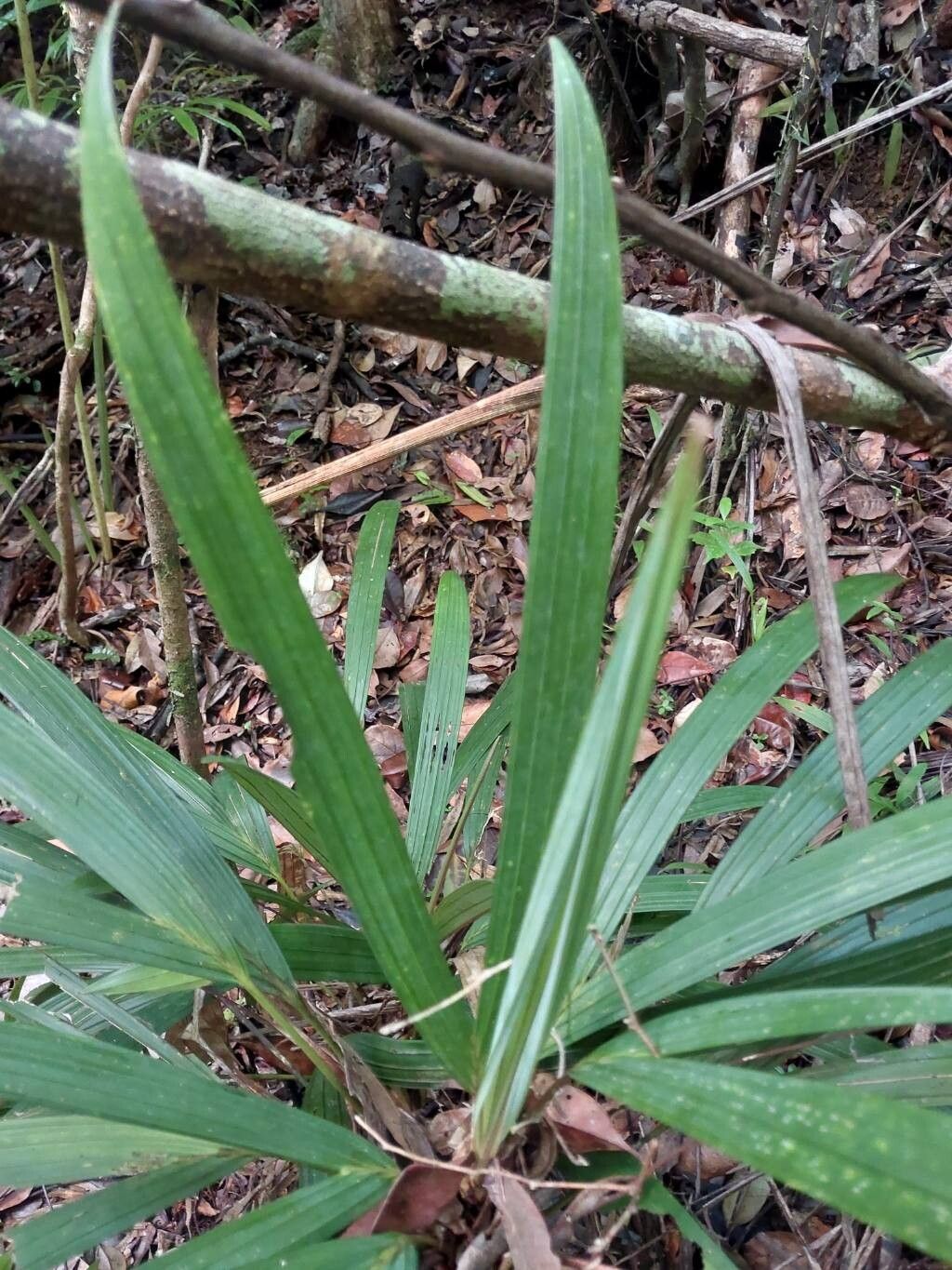 Dypsis mahia leaf